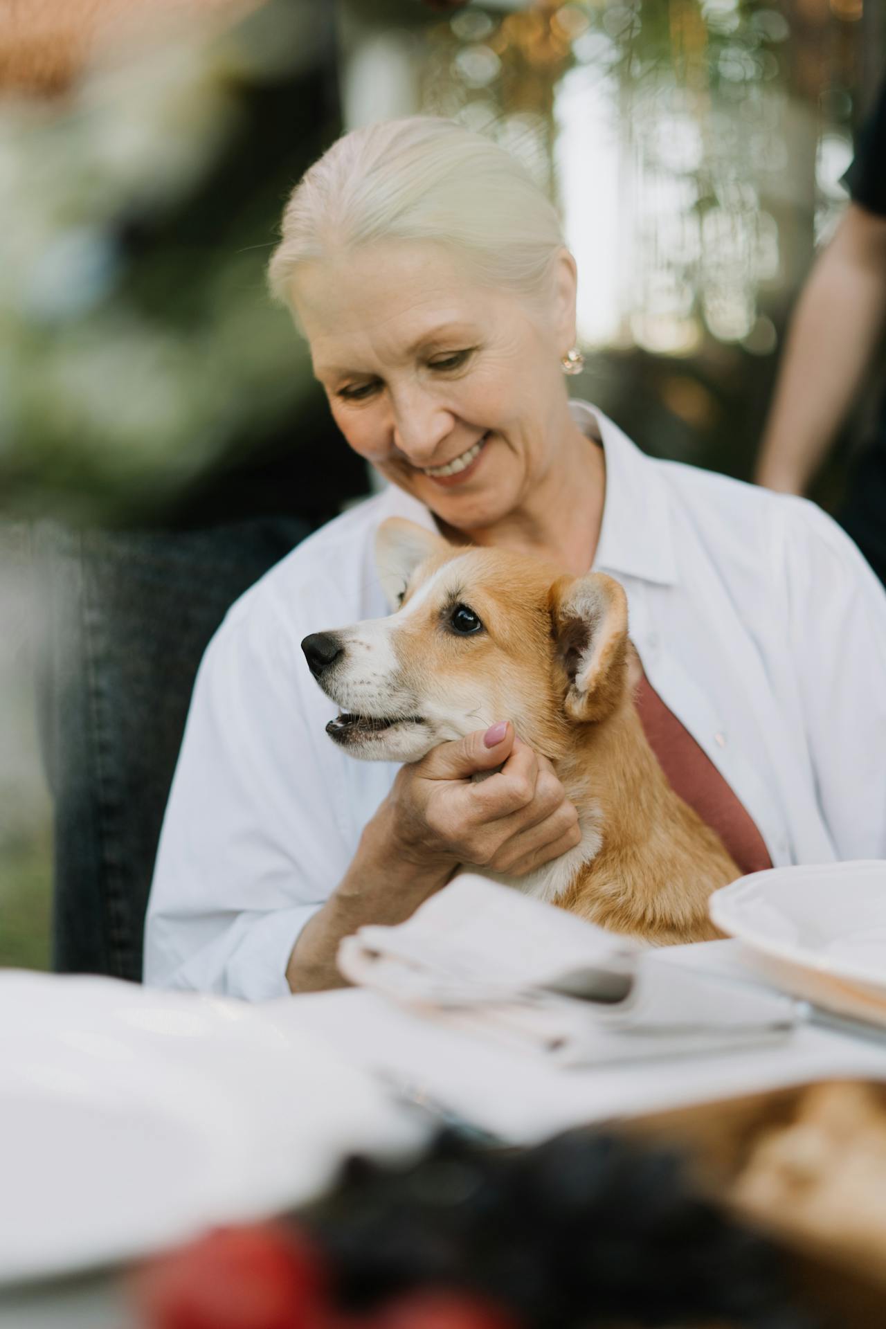 Affordable Pet Insurance For Senior Dogs-noninsurance.site